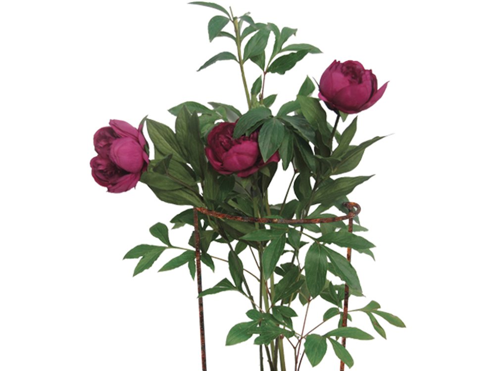 Rusty Bow Plant Supports (Raw Steel designed to rust) for Peonies, Hydrangea, Roses, etc - Strong Metal Garden Supports - Interlinking (Extra Large (100cm Tall x 44cm Wide) Pack of 4)