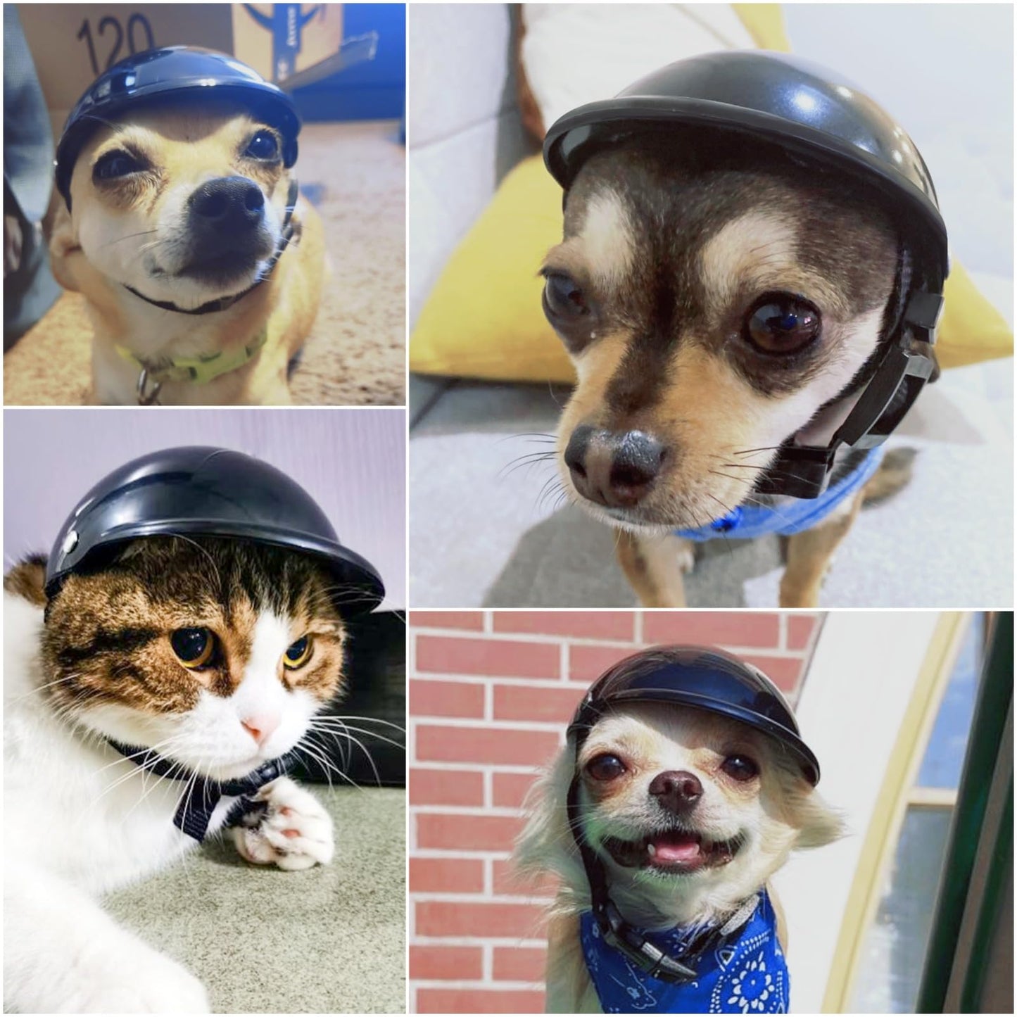 Enjoying Dog Helmet for Small Dogs, Motorcycle Dog Helmets Chihuahua Helmet, Outdoor Bike Doggie Helmets Cat Hat XS to Small Breed, Outdoor Puppy Cap, Adjustable, Black S