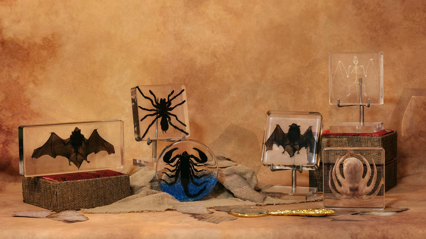 Taxidermy Bat, Real Bat Specimens Animal Specimen in Resin with Acrylic Base Display Stand for Science Classroom Science Education.Unique Gift for Fans of Taxidermy, Animal Skull, Oddities, Biology