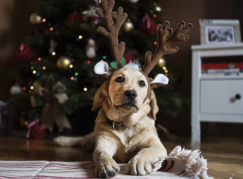 BWOGUE Dog Christmas Elk Reindeer Antlers Headbands Set Pet Christmas Costume Accessories Headwear for Medium Large Dogs