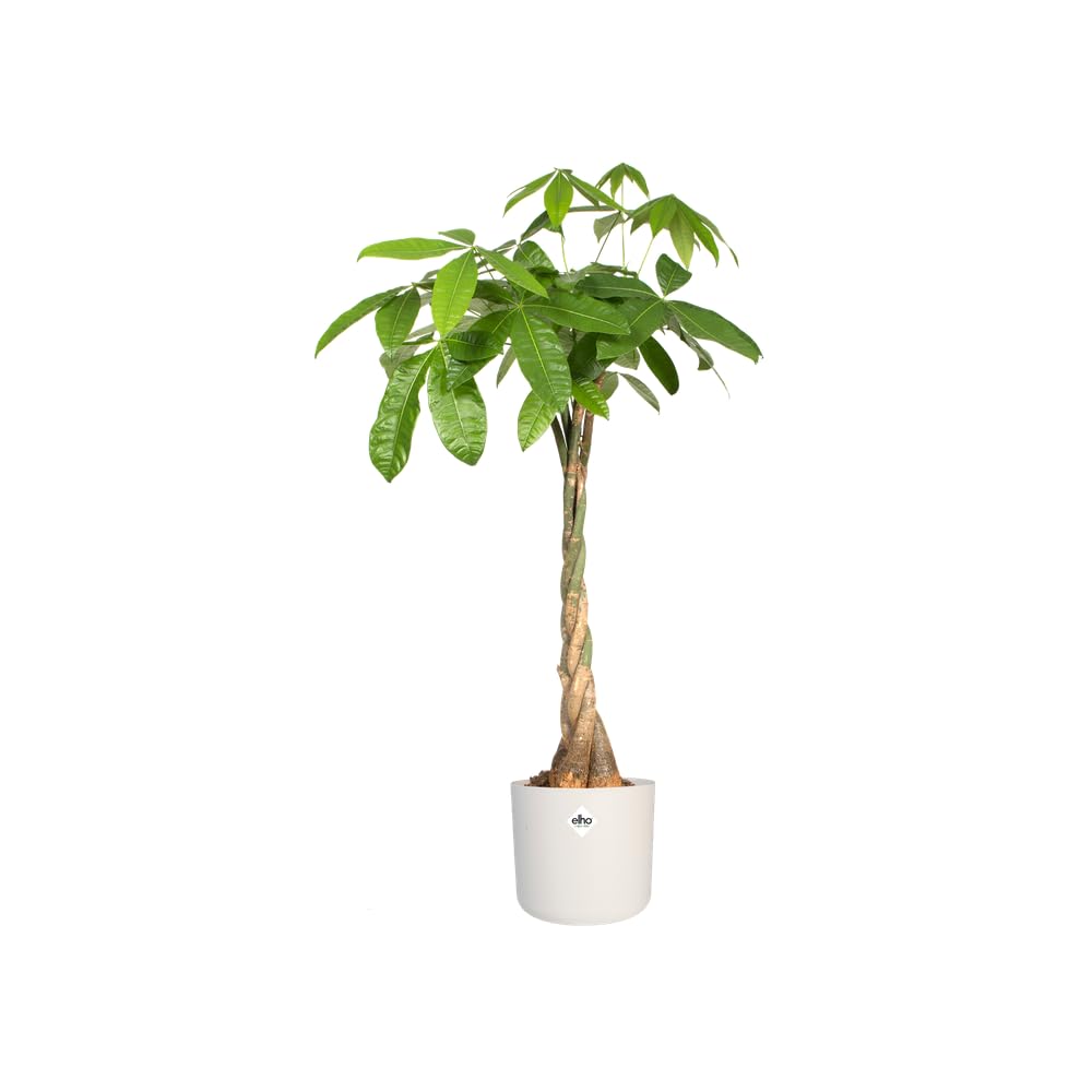 elho B.for Soft Round 25 - Indoor Plant Pot - 100% Recycled Plastic - Ø 24.7 x H 23.3 cm - White/White