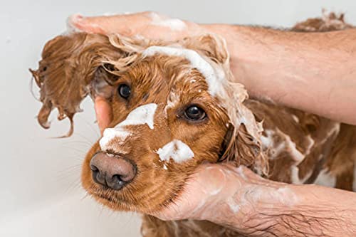 Aqueos Antibacterial, Antiviral & Antifungal Dog Shampoo for Itchy Skin, Minor-Wounds Cuts Grazes Skin Irritations & Sensitive Skin | Soothing & Deodorising Medicated Shampoo Alternative | 1 Litre