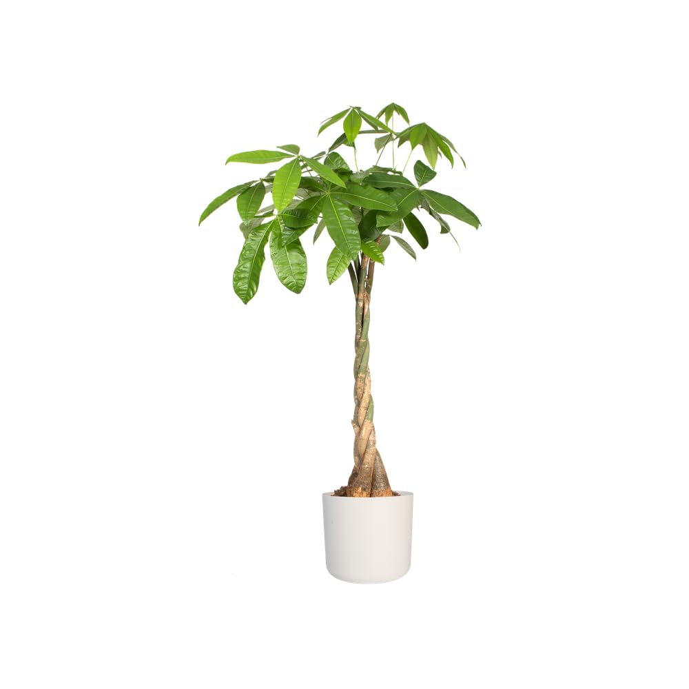 elho B.for Soft Round 25 - Indoor Plant Pot - 100% Recycled Plastic - Ø 24.7 x H 23.3 cm - White/White