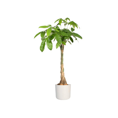 elho B.for Soft Round 25 - Indoor Plant Pot - 100% Recycled Plastic - Ø 24.7 x H 23.3 cm - White/White