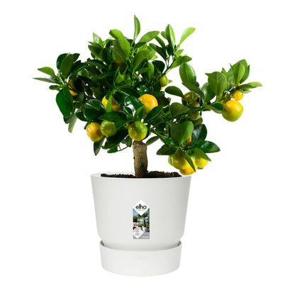 elho Greenville Round 30 - Large Flower Pot with Integrated Water Reservoir - Indoor & Outdoor - 100% Recycled Plastic - Ø 29.5 x H 27.8 cm - White/White