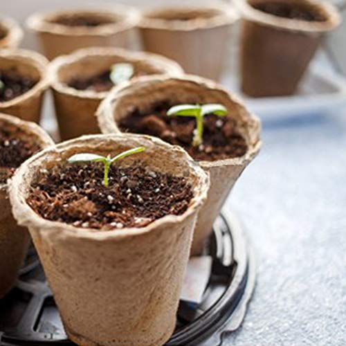 KINGLAKE Biodegradable Small Plant Pots Fibre Seedling Pots, 6cm 100Pcs Compostable Flower Seed Pots for Planting Vegetables, Fruits, Herbs with 100 Plant Labels