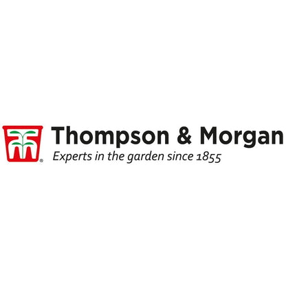 Star Jasmine Evergreen Climbing Garden Outdoor Plant for Trellis, Fences & Obelisks Baring Fragrant White Summer Flowers, 1 x Trachelospermum Jasminoides in 9cm Pot by Thompson & Morgan
