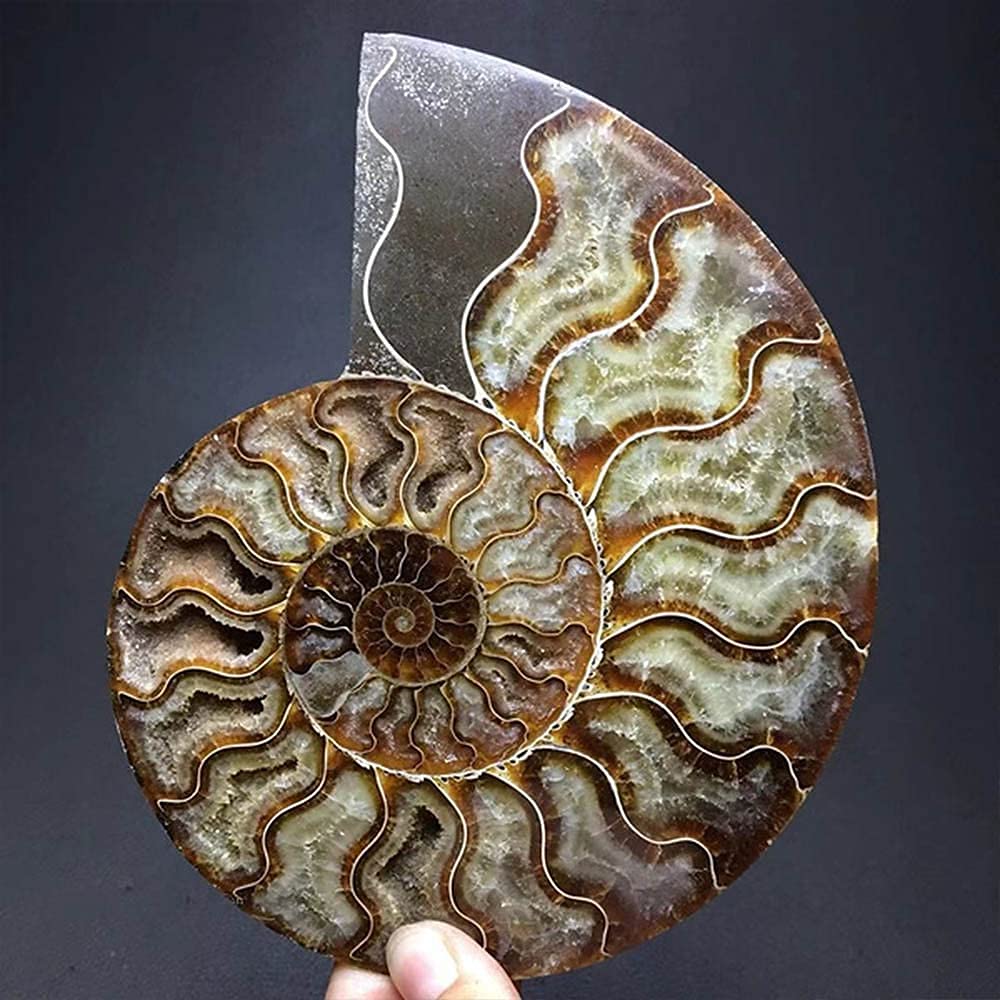 RALDMOV Natural Beautiful Ammonite Fossil Conch Specimen Collectibles Home Decor Gifts Ornament (6-7in)