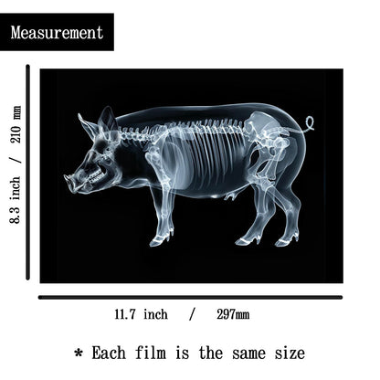 Animal X-Ray Set, Educational Science Kit, Light Table Accessory for Children (Farm Animals)