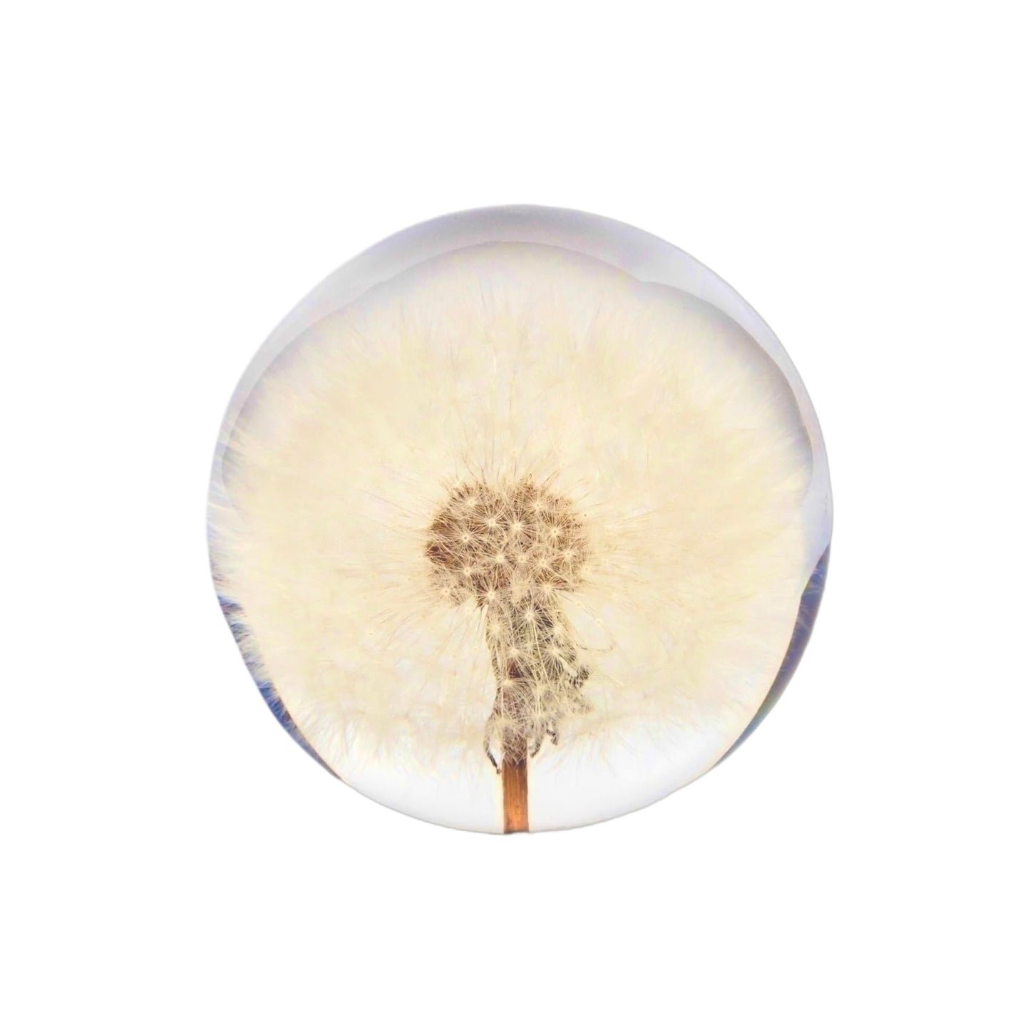 NouvoCrescent Real Dandelion Paperweight - Home Decor Crystal Resin Ball 3.14in (80mm) - Clear Resin Dandelion Flower Globe for Special Days - Sphere Figurine Office Paperweight w/Flat Bottom