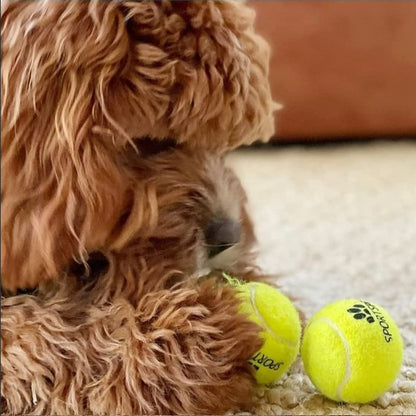 SPORTSPET Tennis Balls for Dogs - Extra Bouncy - Non Toxic - Durable - Long Lasting - Floats (Tennis Balls Standard (12 Pack)) (64mm)