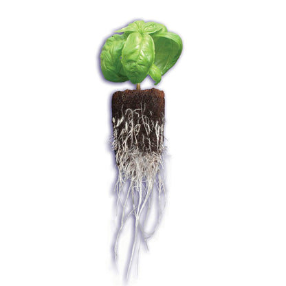 General Hydroponics Rapid Rooter, Starter Plug for Seeds or Cuttings, Great for Soil or Hydroponics Growing System, 50 Plugs