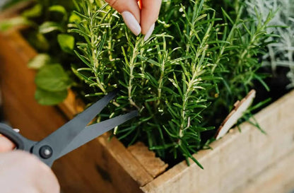 Large Rosemary herb Plant in a one and a Half Litre Pot, Upright Evergreen Plant