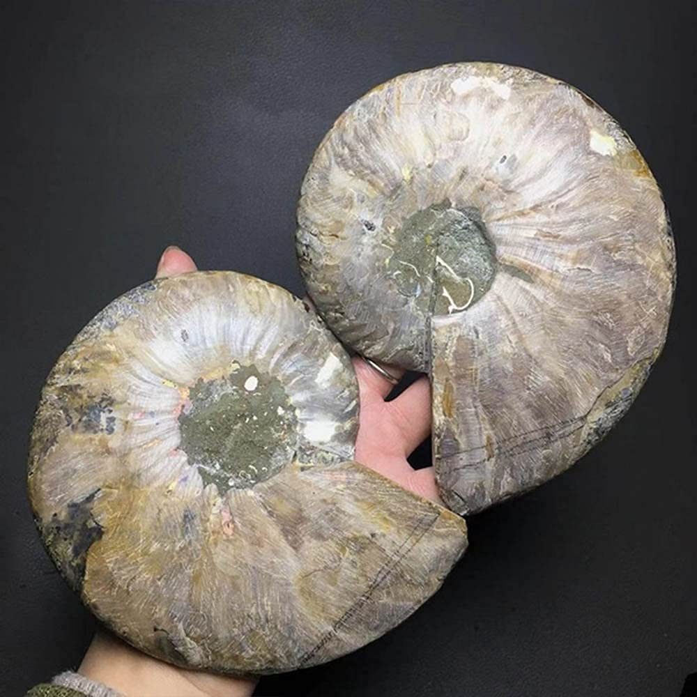 RALDMOV Natural Beautiful Ammonite Fossil Conch Specimen Collectibles Home Decor Gifts Ornament (6-7in)