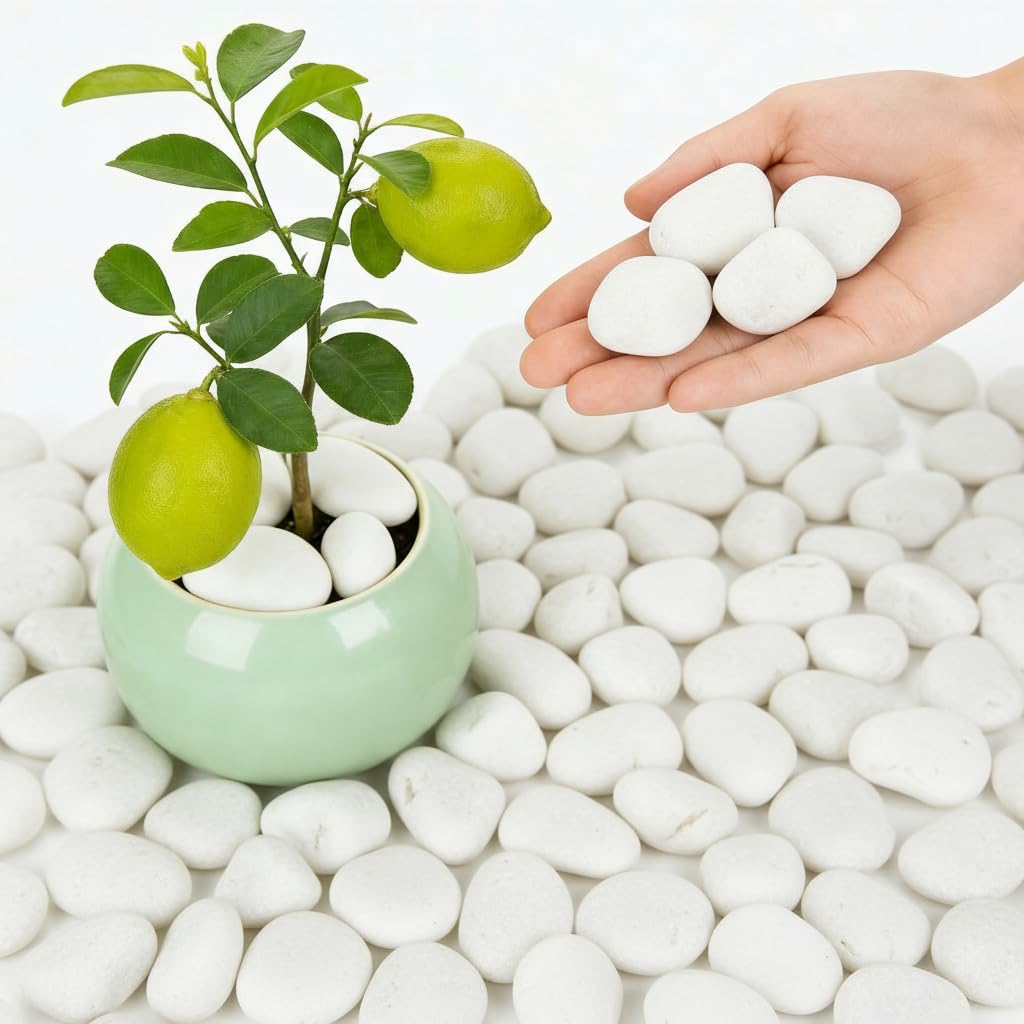 1-2 Inch White River Rocks, 6LB Polished Natural Decorative Pebbles for Indoor Plants, Planters, Vase Fillers, Fish Tank Rocks, Aquarium Decor, Garden Landscaping & Outdoor DIY