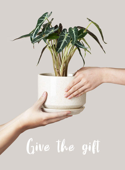 LE TAUCI Ceramic Plant Pots, 11+13+17 cm Planters, Set of 3 Planters with Drainage Hole and Saucer, Indoor Plant Pot with Hole Mesh Pad, Gifts for Mom, Reactive Glaze Beige