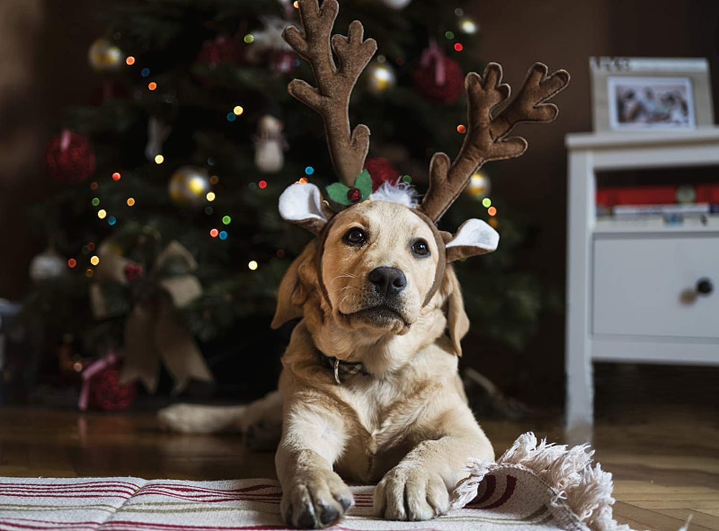 BWOGUE Dog Christmas Elk Reindeer Antlers Headbands Set Pet Christmas Costume Accessories Headwear for Medium Large Dogs