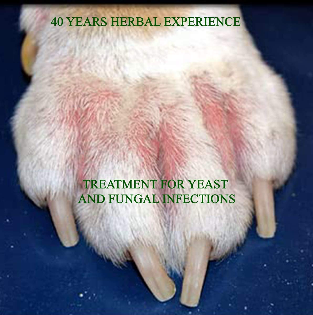 100% Natural Antifungal and Antibacterial Dog Shampoo - Yeast Infections, Ringworm, Dermatitis, Pyoderma - Safe - Natural - Paraben and SLS Free - 250ml - Larger bottle available from the store.