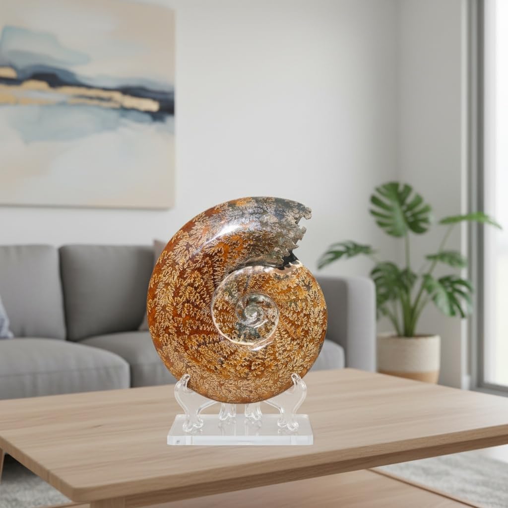 2.2-3.3 LB Large Polished Ammonite Fossil - Real Fossils with Crystal Decoration, Natural Healing Stone for Home & Office, Unique Educational Specimen 1 PC