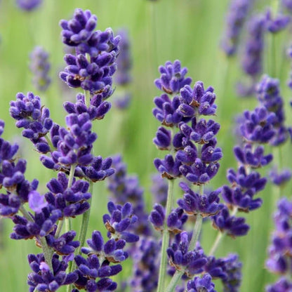 Carbeth Plants English Lavender Herb Plant 1 x Large 14cm Pot – Upright, Bushy Purple Lavender for Indoor & Outdoor Growing – Scented Garden Plant for Pots, Borders & Pollinators