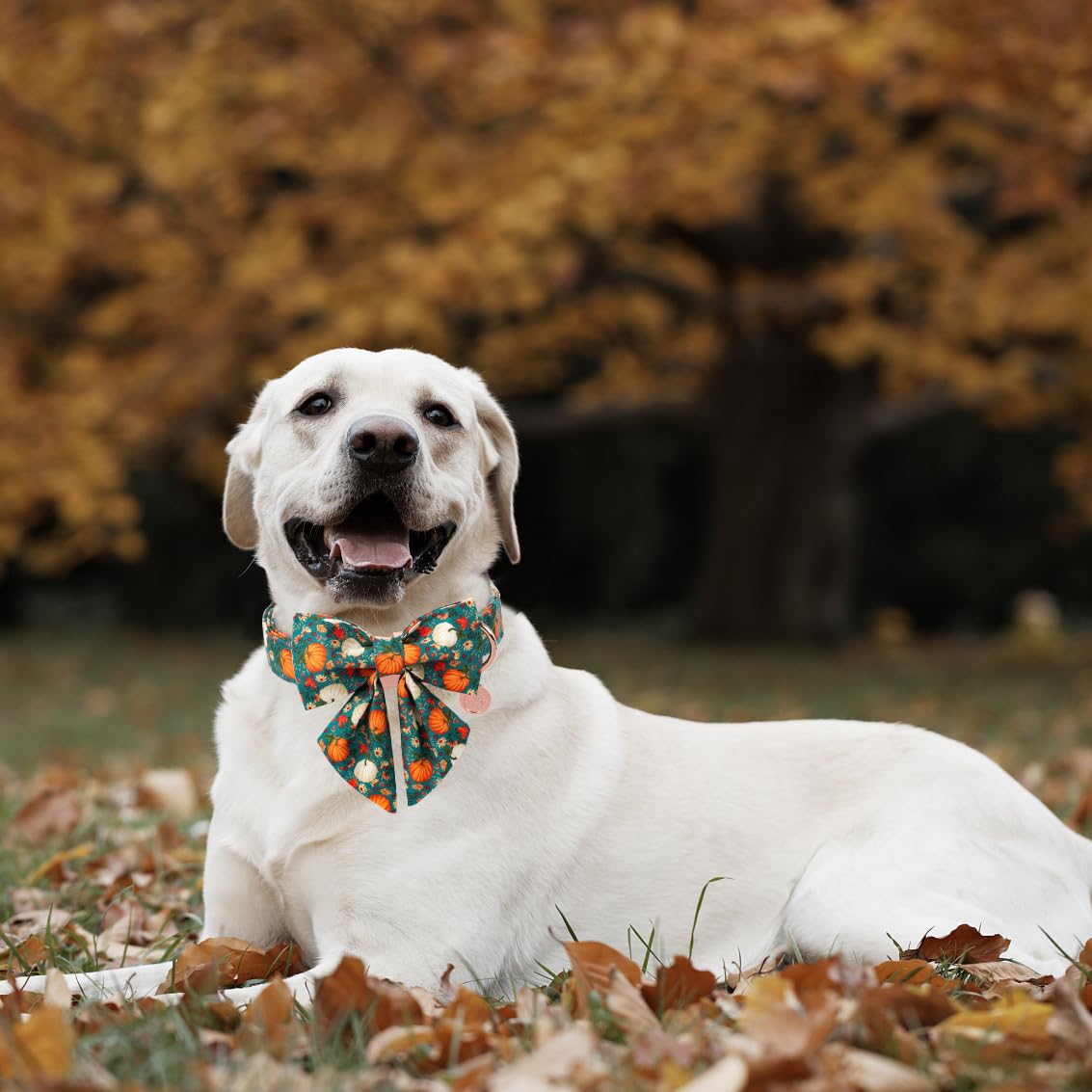 DOGWONG Fall Dog Collar with Bowtie, Halloween Pumpkin Pet Collar in Soft Cotton for Small, Medium & Large Dogs