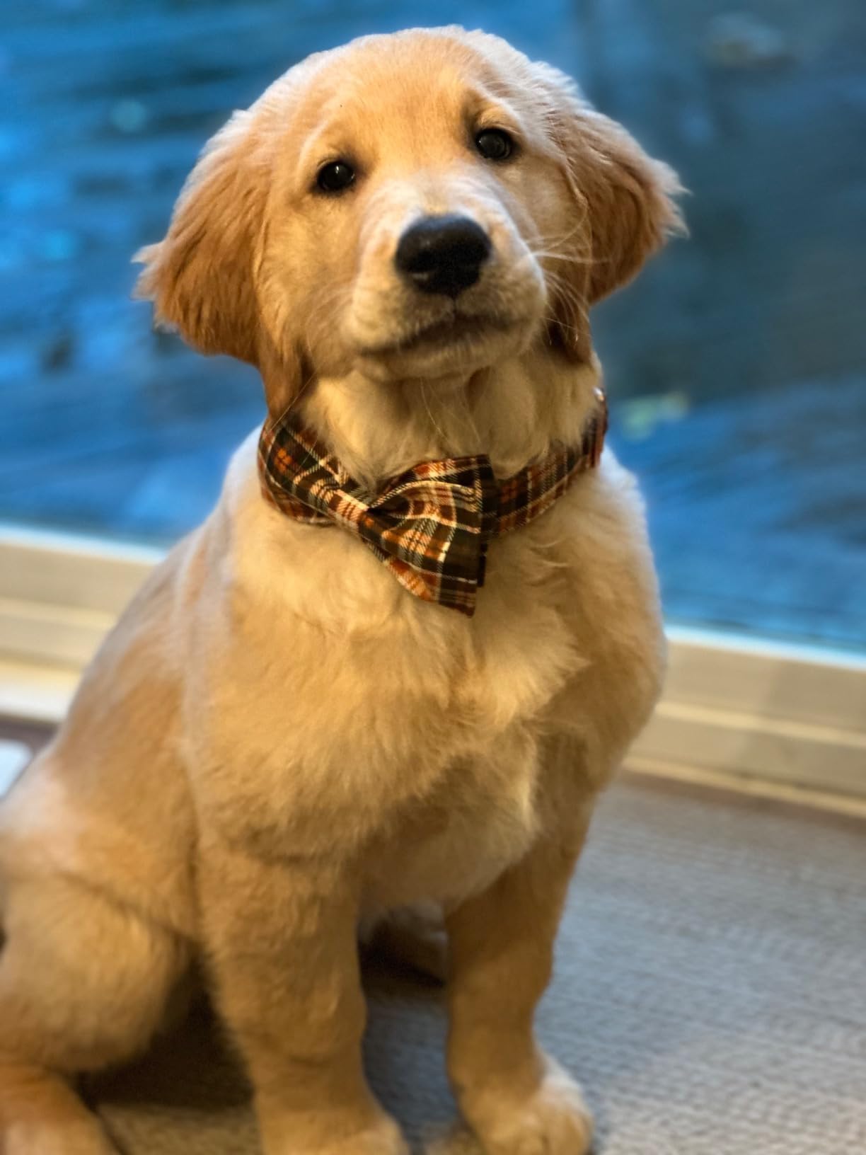 Lionet Paws Halloween Dog Collar with Bowtie - Cute Cotton Adjustable Fall Bowtie Dog Collar with Metal Buckle for Small Medium Large Dog Girl Boy Gift, S, Neck 10-16in