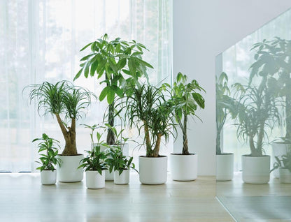 elho B.for Soft Round 25 - Indoor Plant Pot - 100% Recycled Plastic - Ø 24.7 x H 23.3 cm - White/White