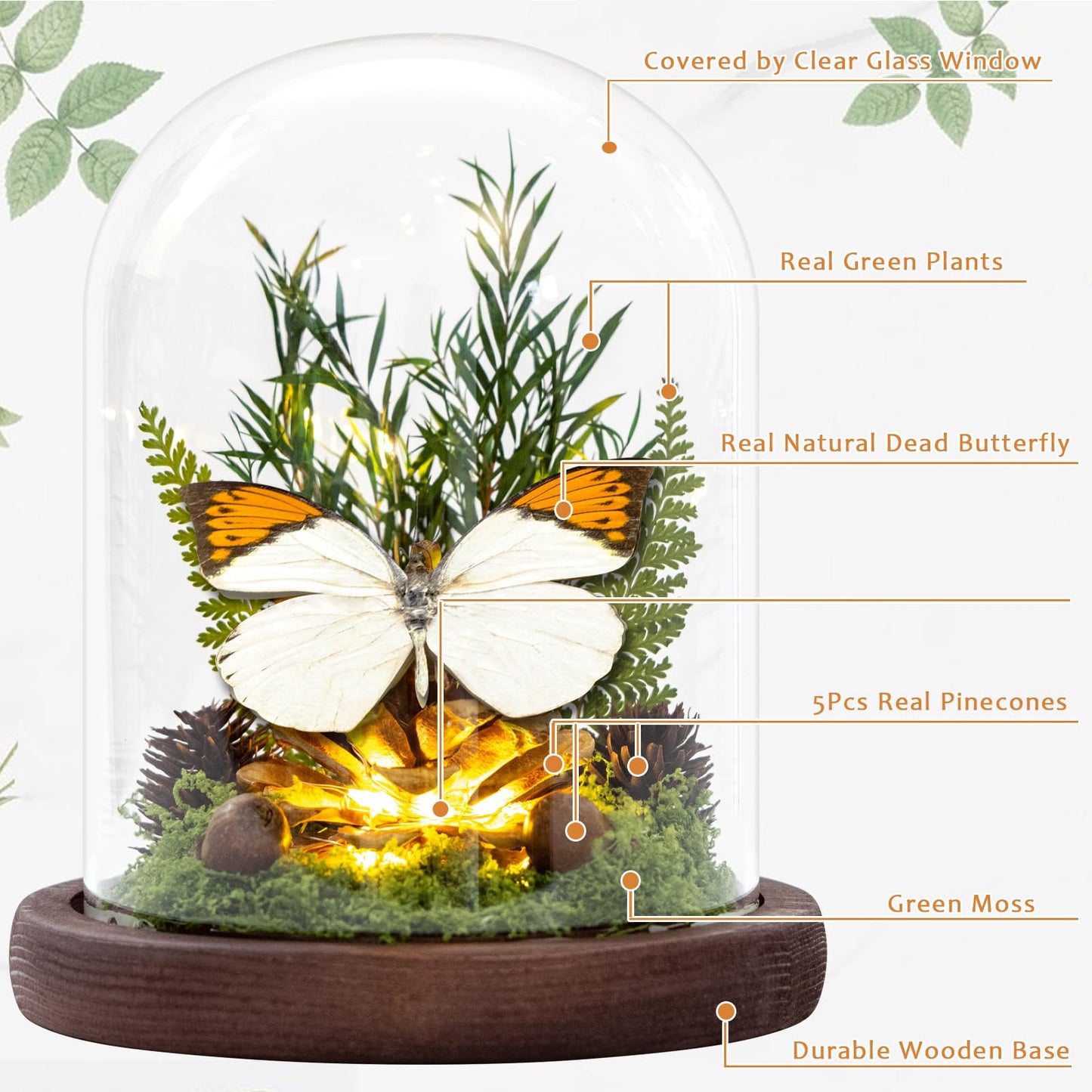 Glass Taxidermy Butterfly Shadow Box, Butterfly Gifts for Women Girls with Glass Cover, Light Up Butterfly Decor for Bedroom Office Living Room Desk (Not Include Battery)