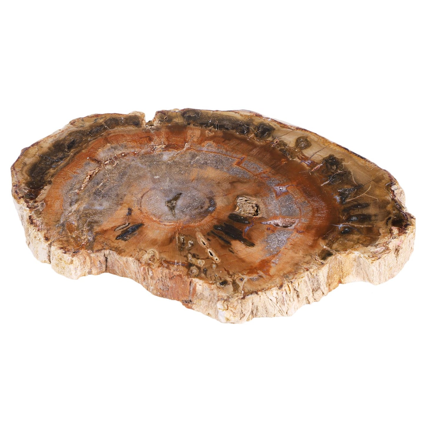 SUNYIK Irregular Natural Petrified Wood Slab Slice Stone Mineral Specimen 3"-5", Pack of 1