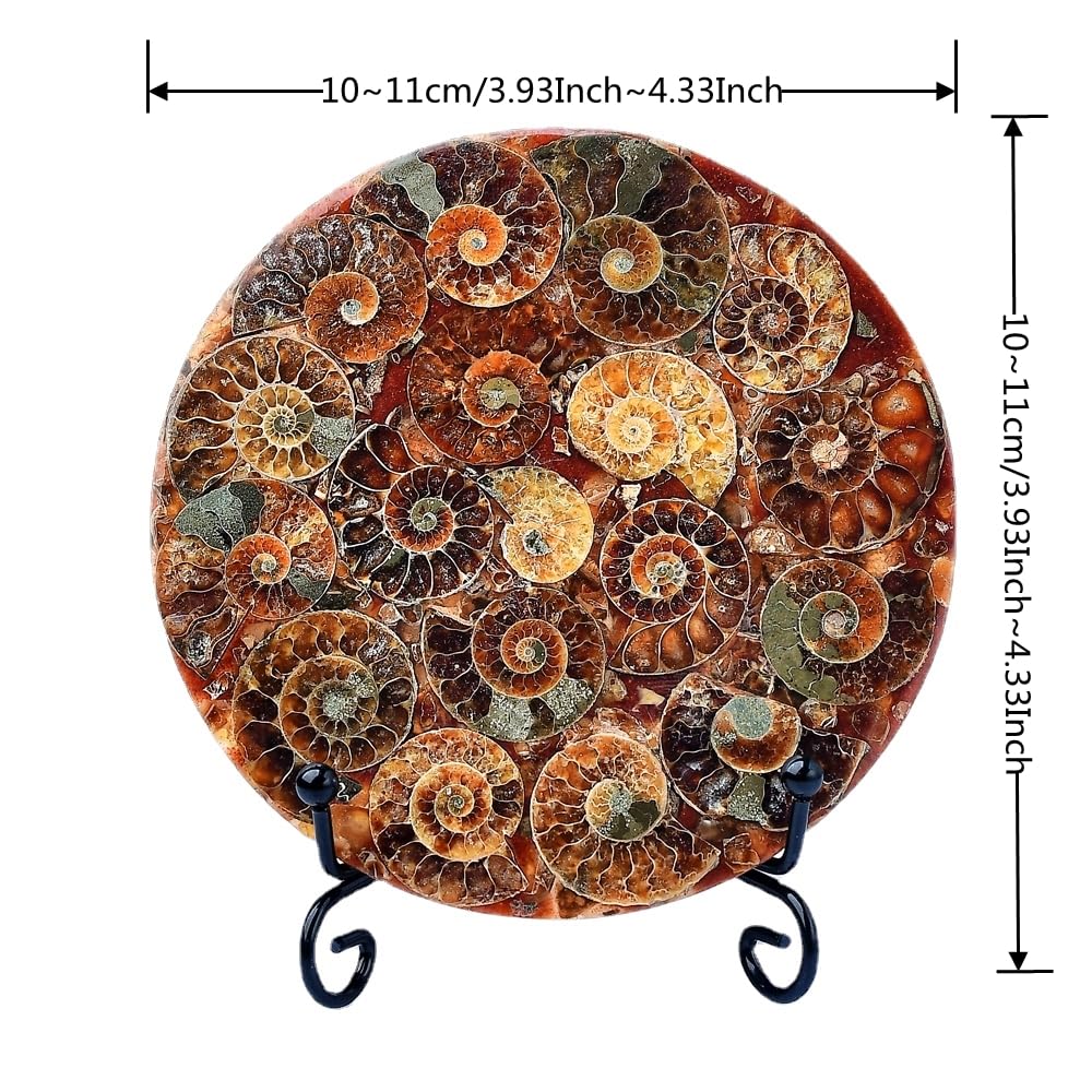 WNJZ 1PC Natural Gorgeous Disc Fossil Conch Specimen with Stand Set for Room Decor Crystal Collectible Present (Style A Set)