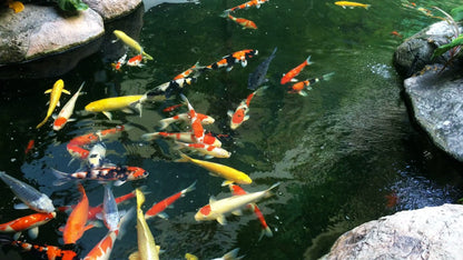 AlpineReach Koi Pond Netting Kit 4.5m x 6m Black Heavy Duty Woven Fine Mesh Net Cover for Leaves - Protects Koi Fish from Blue Heron Birds Cats Predators UV Protection - Reusable & Stakes Included