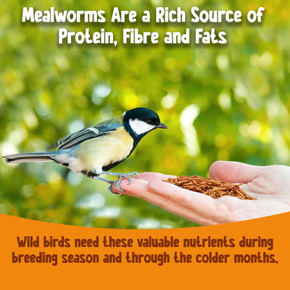Chubby Mealworms (5 Litre), Dried Mealworms For Wild Birds, Protein Rich Dried Meal Worm High Energy for WildBirds, Reptiles, Gecko