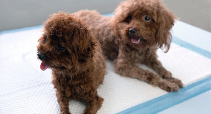 AllPetSolutions Puppy Pads - Disposable Puppy Training Pads Dog Toilet Sheets with 5 Highly Absorbent Layers & Odour Control Leak-Proof Non Slip Matting for Pet Wee - Extra Large, 60x90cm - 100-Pack