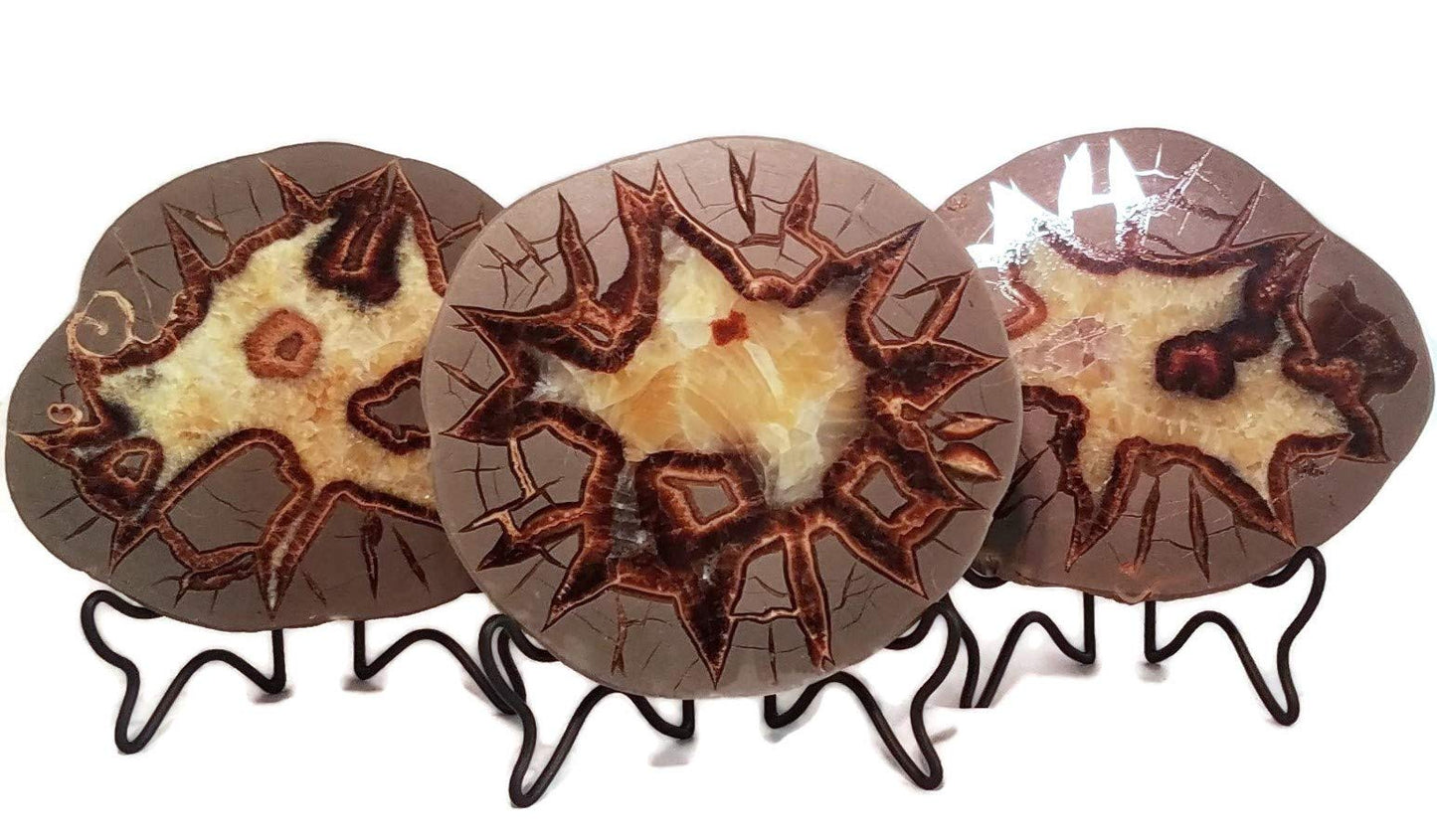 The Geode Mine: Septarian Nodule Slab - Stand and Information Card Included (A: 4.5 to 5.5 inch)