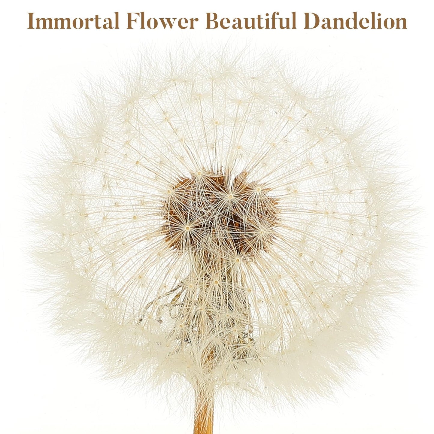 Real Dandelion Specimen in Crystal Clear Resin Cube, 2 Inch 3D Preserved Dandelion Puff Paperweight with Wooden Box, Natural Plant Decor for Home Office Gift