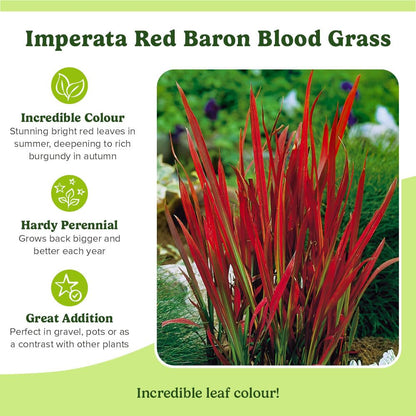 YouGarden Imperata Blood Grass 'Red Baron', Set of Three Established Plants in 9cm Pots, Decorative Grasses for Gardens, Garden Ready Established Red Ornamental Grass