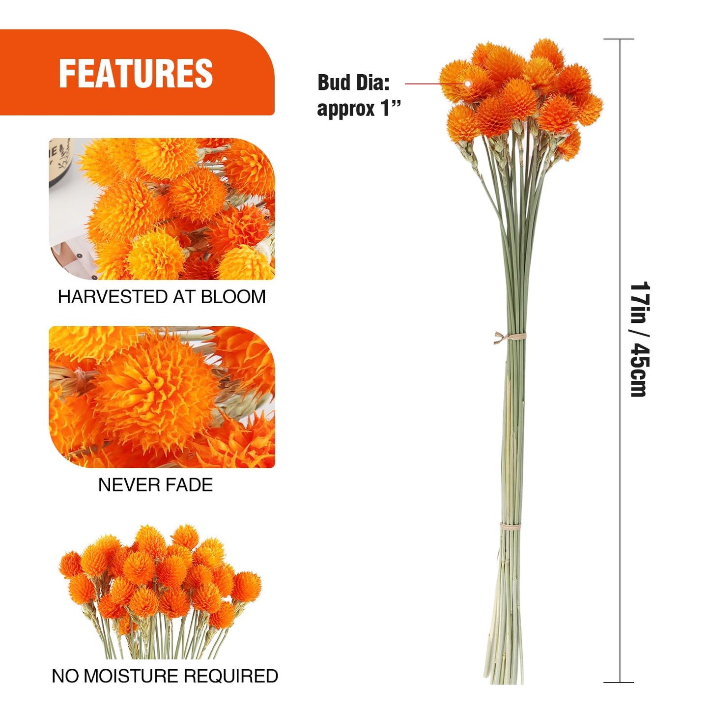 MIHUAGE Dried Globe Amaranth Flower with Wheat Straw Natural - 40PCS Bouquet for Vase Home Decor Party DIY Arrangement (Orange)