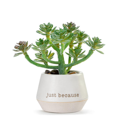 DEMDACO Loved Just Because Artificial White 2 x 1.5 Stoneware Mini Succulent