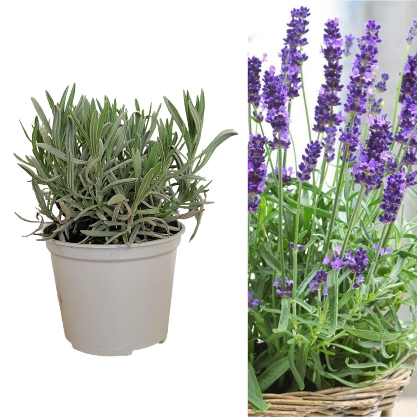 Carbeth Plants English Lavender Herb Plant 1 x Large 14cm Pot – Upright, Bushy Purple Lavender for Indoor & Outdoor Growing – Scented Garden Plant for Pots, Borders & Pollinators