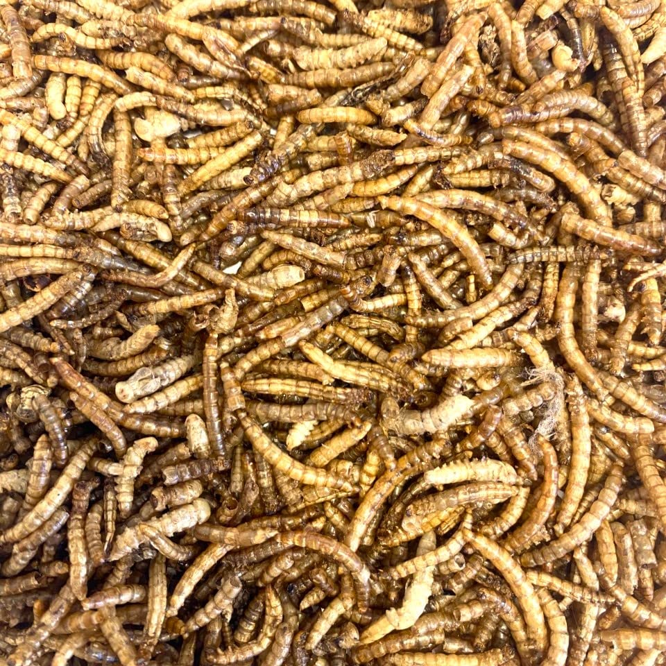 Dried Mealworms 5kg Premium Insectivorous Wild Bird Food By Maltbys' Stores 1904 Limited
