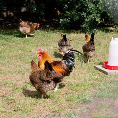 Extra Select Mixed Corn Poultry Feed, 20 kg