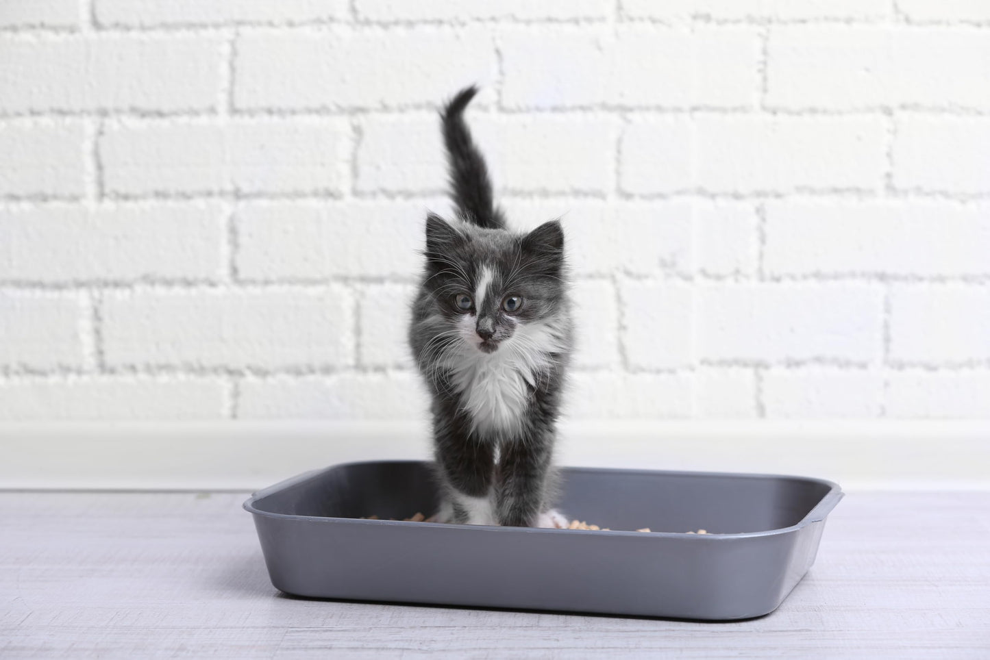 Bio-Catolet Light & Hygienic Recycled Paper Granules Cat Litter 12 Liter, Packaging May Vary