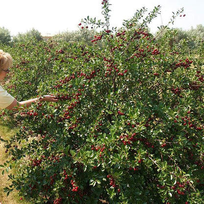 YouGarden Compact Sweet Cherry 'Porthos', Established 50cm Tall Bush, Supplied in a 3L Pot, Ideal for Small Gardens & Patios, Grow Your Own Cherry Tree in Your Garden
