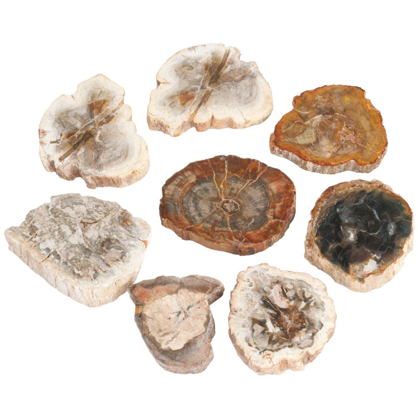 Rockcloud 1.5-3" Natural Irregular Petrified Wood Stones Chakra Healing Stone Specimen Pack of 5
