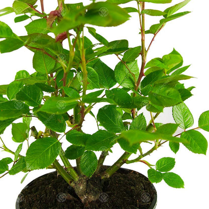 Diamond Wedding Rose - 60th Wedding Anniversary - Help Celebrate a Special Couple's Diamond Anniversary with a Unique Living Plant Gift