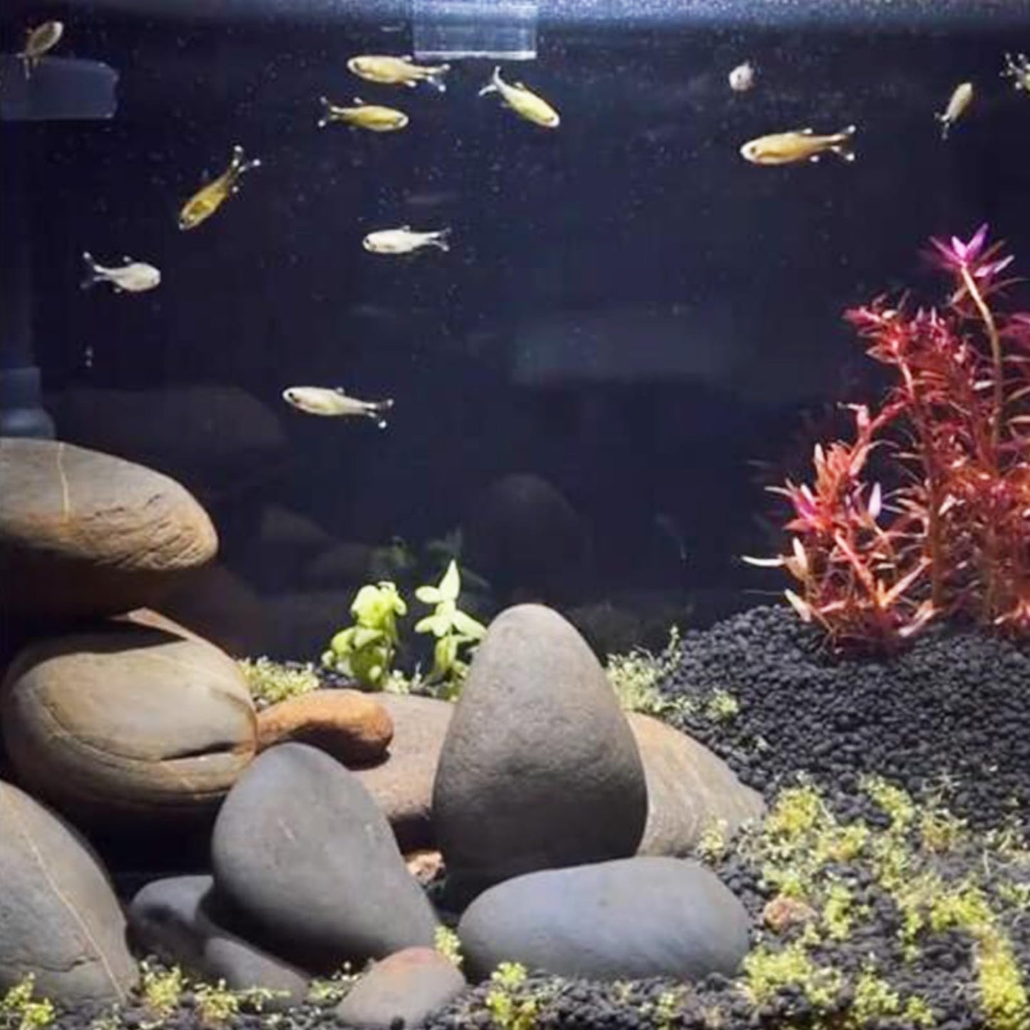 FANTIAN 20 lbs Large River Rocks for Outdoor Landscaping, 3-4 Inch Decorative Pebbles for Landscaping Garden Yard Paving Fish Tank Plant Crafting Walkways and Painting