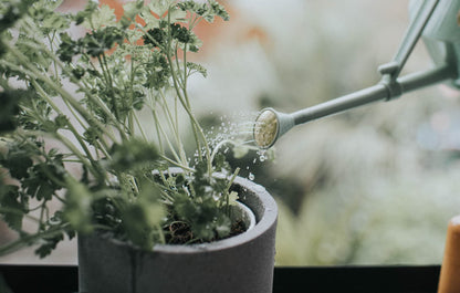 Indoor Plastic Watering Can | The HAWS Langley Sprinkler - One Pint | Pot Waterer | Fine Spray Rose | Sage