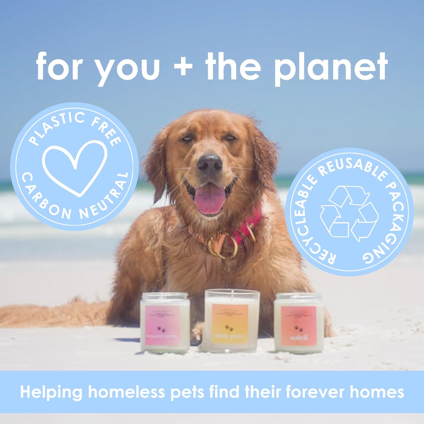 Pet Safe Candle for Dogs | Non Toxic Coconut Apricot Wax Candle | Clean Burning, Paraffin-Free | Pet Odor Eliminating Home Fragrance | Walk in the Woods | 4 oz