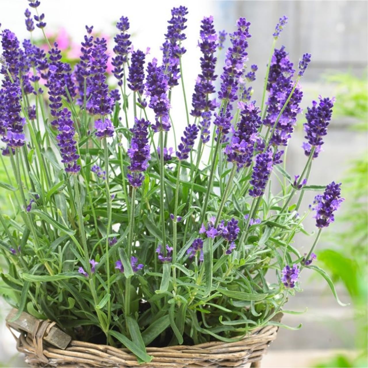 Carbeth Plants English Lavender Herb Plant 1 x Large 14cm Pot – Upright, Bushy Purple Lavender for Indoor & Outdoor Growing – Scented Garden Plant for Pots, Borders & Pollinators
