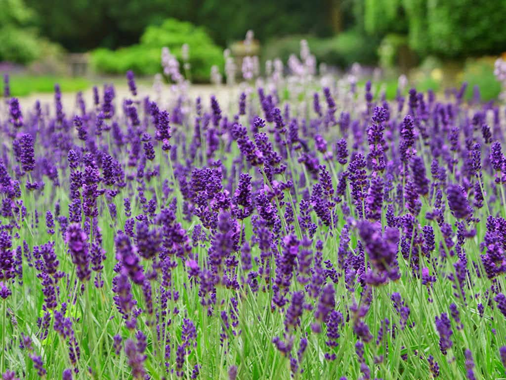 Carbeth Plants English Lavender Herb Plant 1 x Large 14cm Pot – Upright, Bushy Purple Lavender for Indoor & Outdoor Growing – Scented Garden Plant for Pots, Borders & Pollinators
